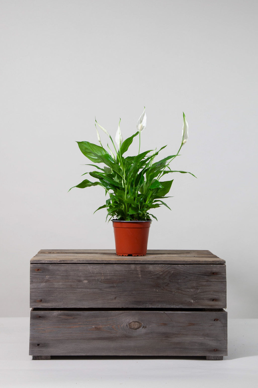 files/IndoorPlants-StudioShots13.11.2023-177.jpg